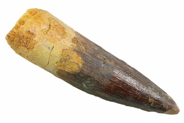 Fossil Spinosaurus Tooth - Real Dinosaur Tooth #352377